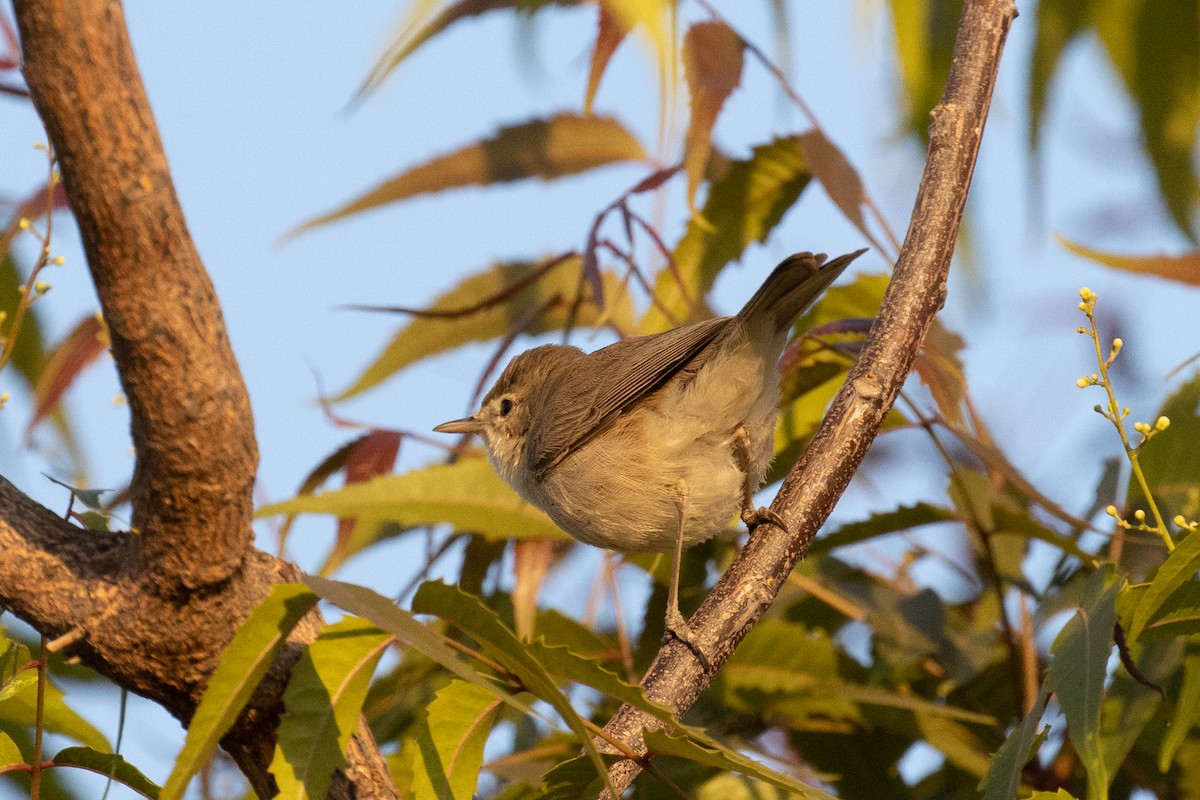 Sykes's Warbler - ML526589591