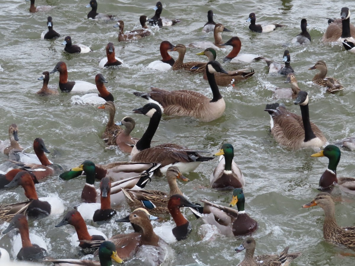 Canada Goose - ML526589861