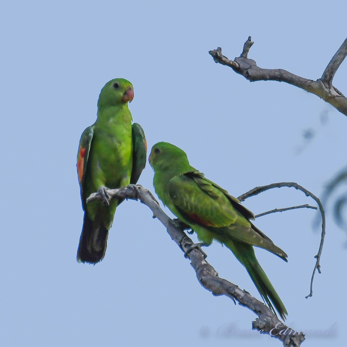 Red-winged Parrot - ML526590601