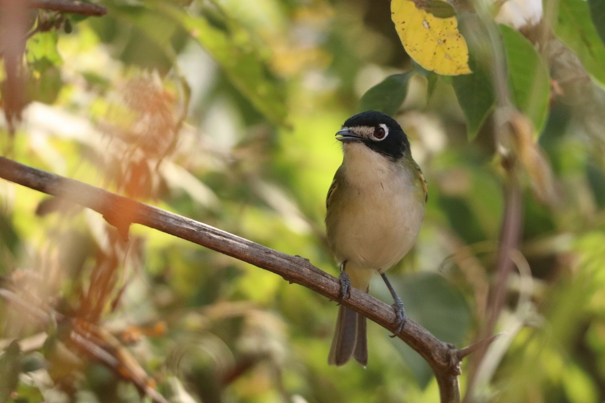 Black-capped Vireo - ML526590881