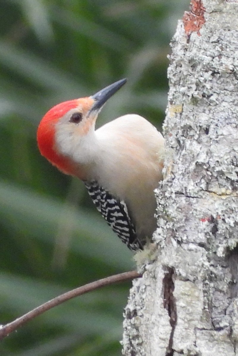 Red-bellied Woodpecker - ML526590921