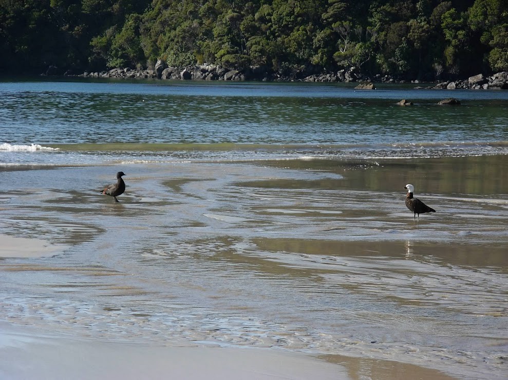 Paradise Shelduck - ML526590931
