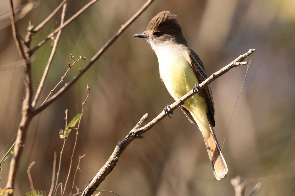 Nutting's Flycatcher - ML526591331