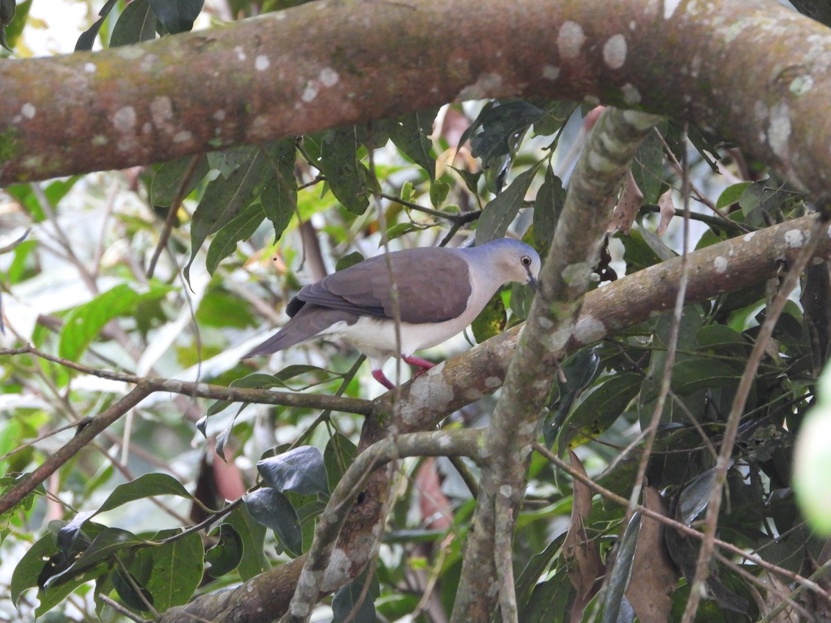 Gray-headed Dove - ML526592201