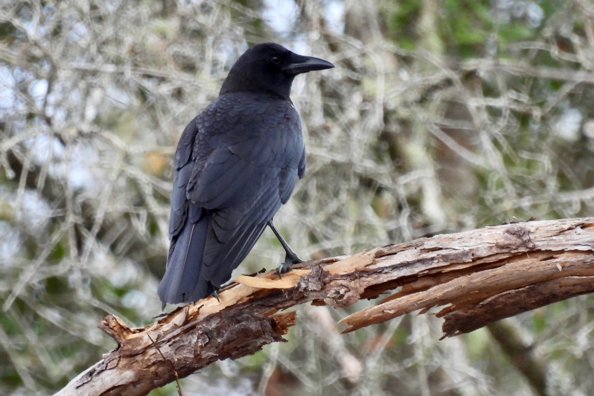 American Crow - Judith A. Kennedy