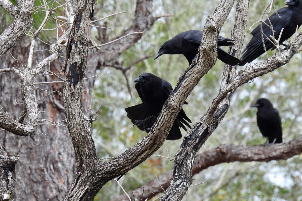 American Crow - Judith A. Kennedy