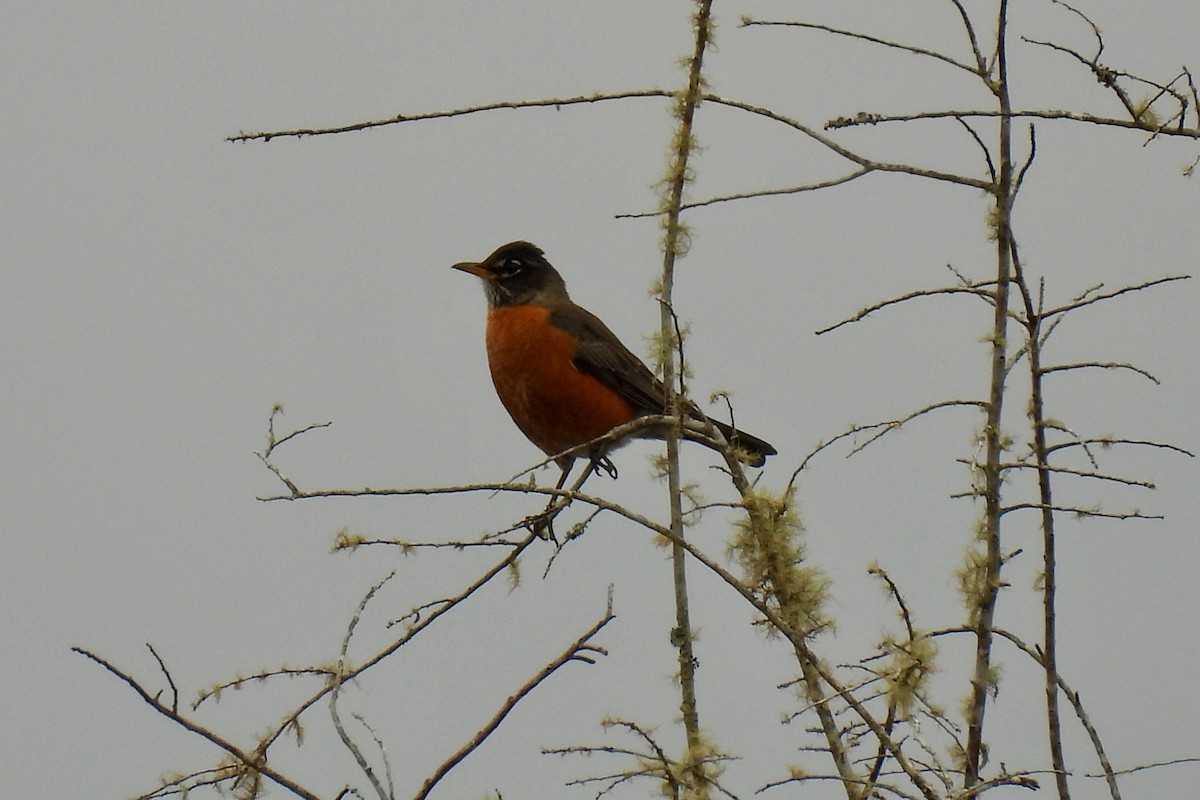 American Robin - ML526593481