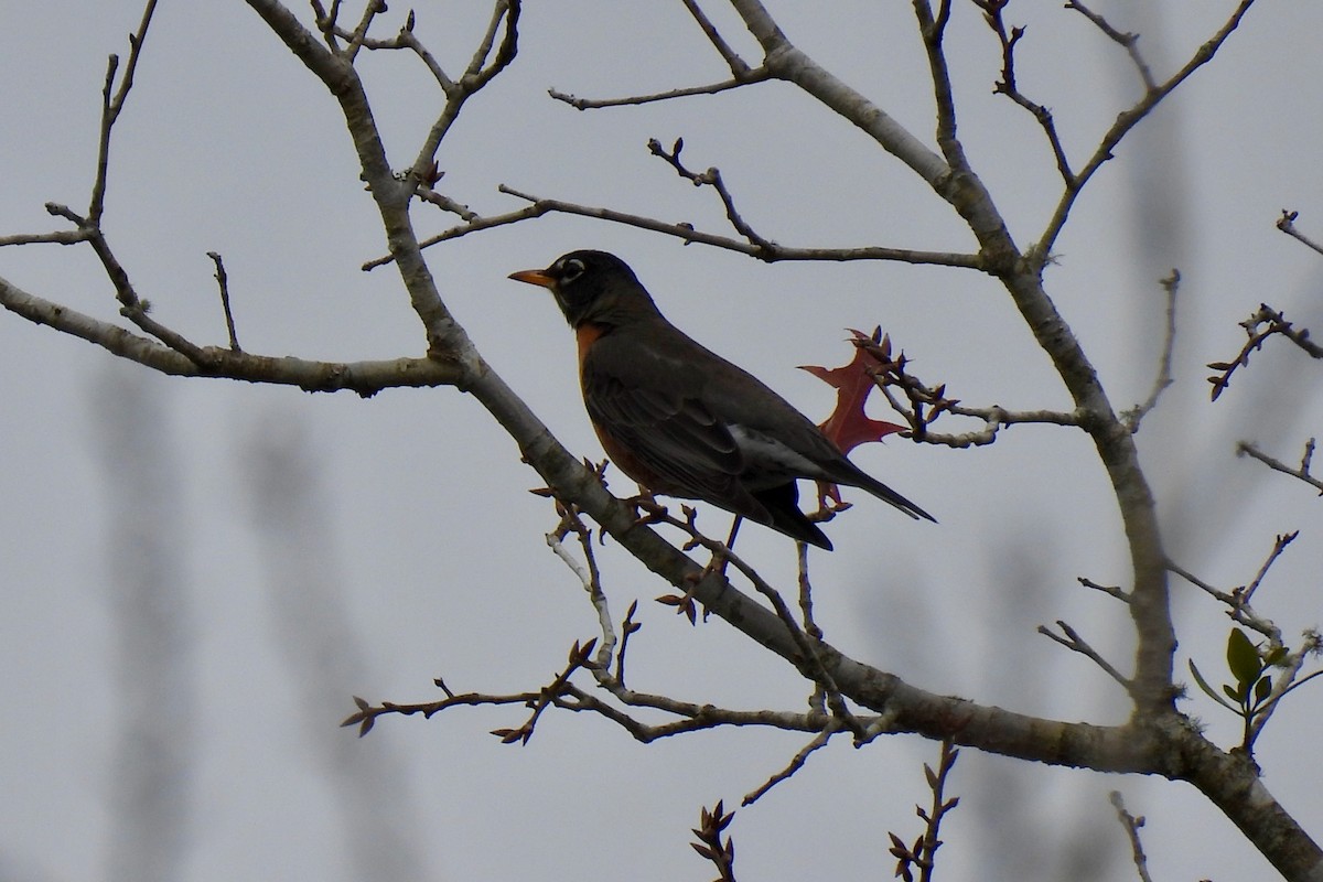 American Robin - ML526593711