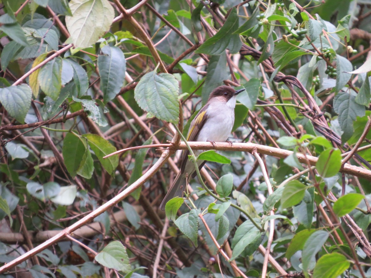 Ashy Bulbul - Tom Wheatley