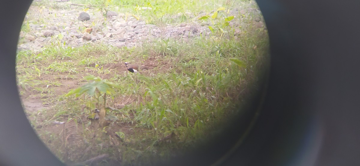 Southern Lapwing - ML526594471