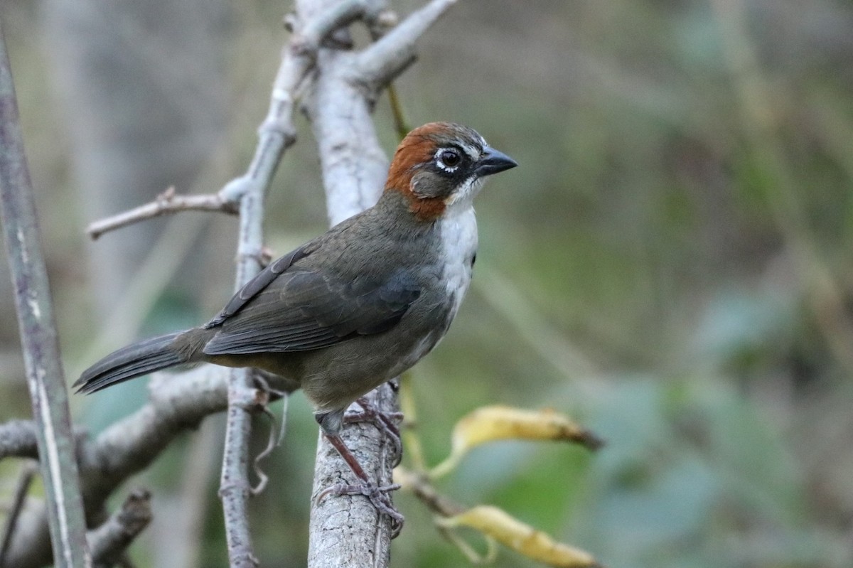 Rusty-crowned Ground-Sparrow - ML526595291