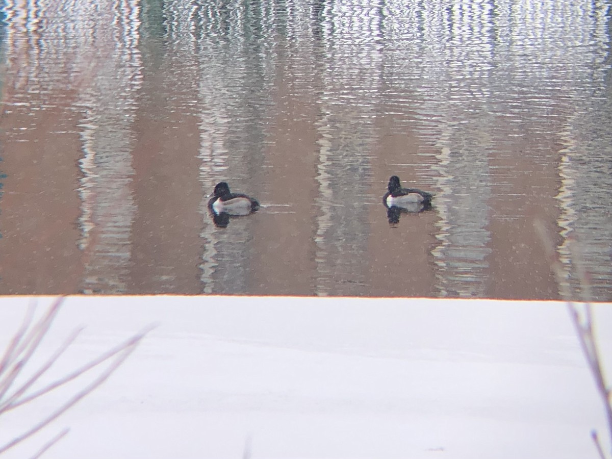 Ring-necked Duck - ML526596521