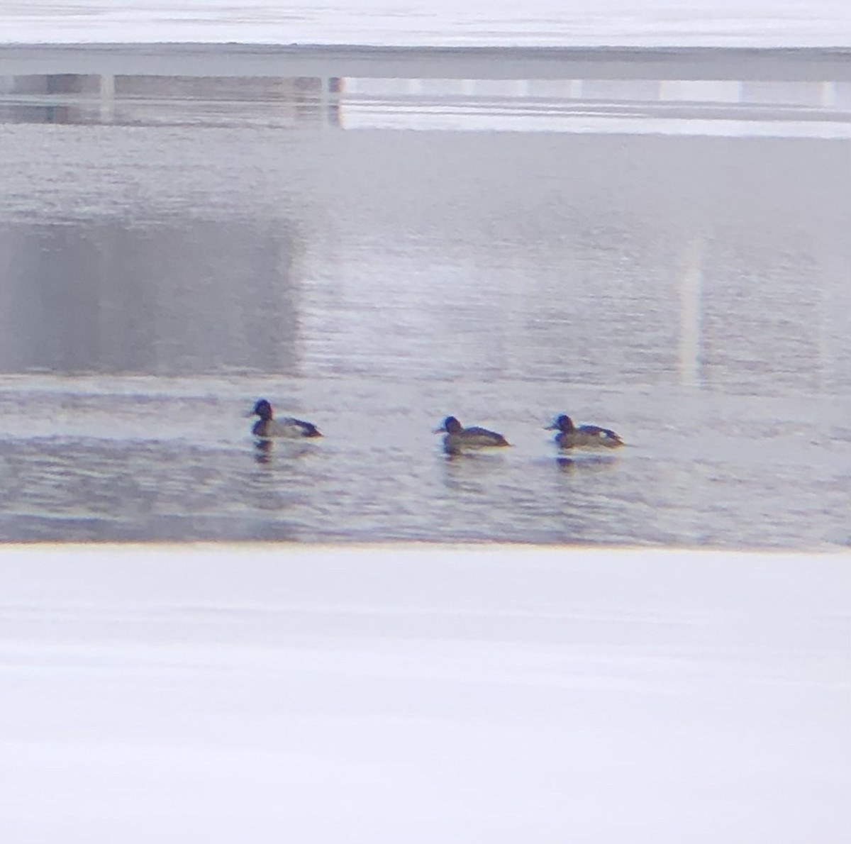 Lesser Scaup - ML526596611