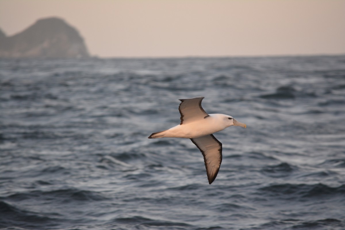 Albatros à cape blanche - ML526598831