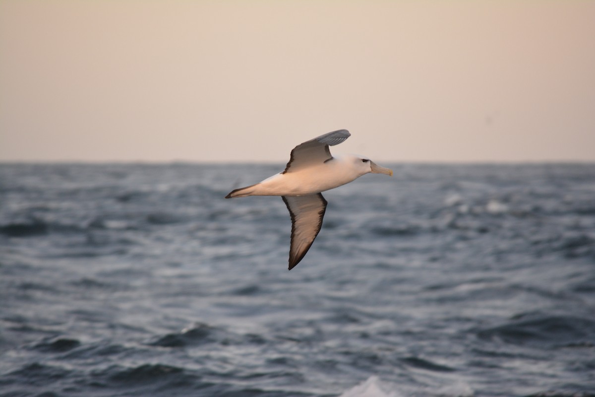 Albatros à cape blanche - ML526598851