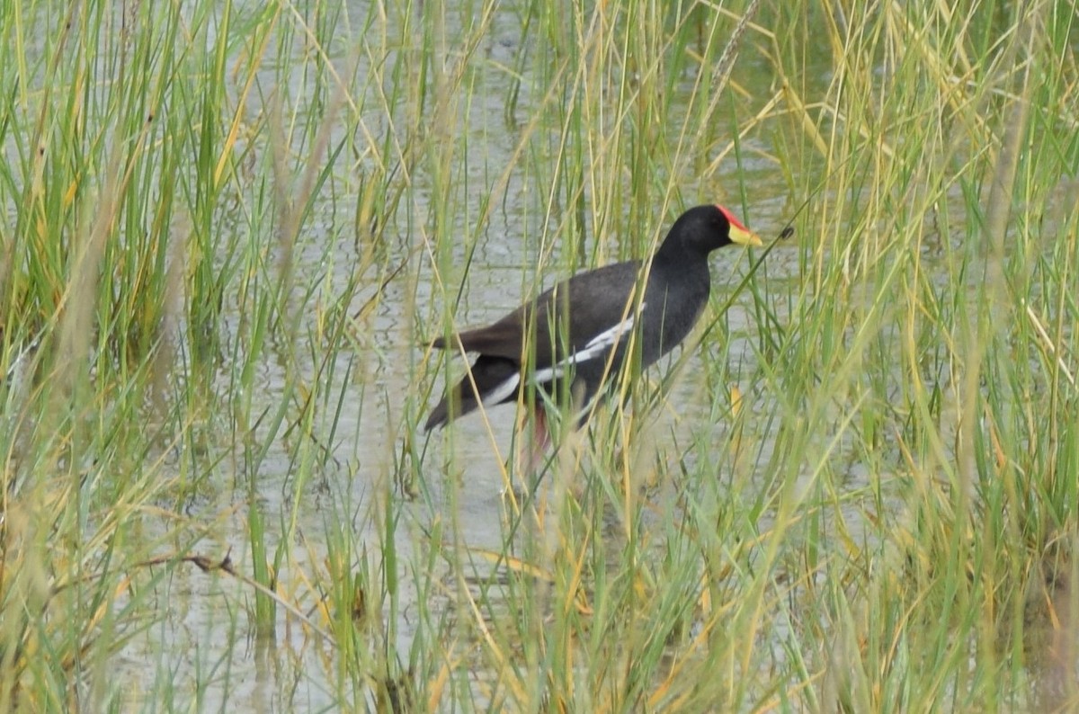 Lesser Moorhen - ML52659891