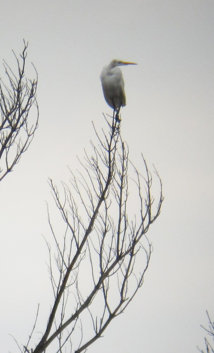 Great Egret - ML526599581