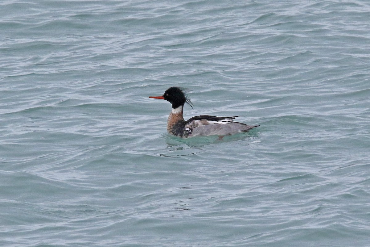 Red-breasted Merganser - ML526600661