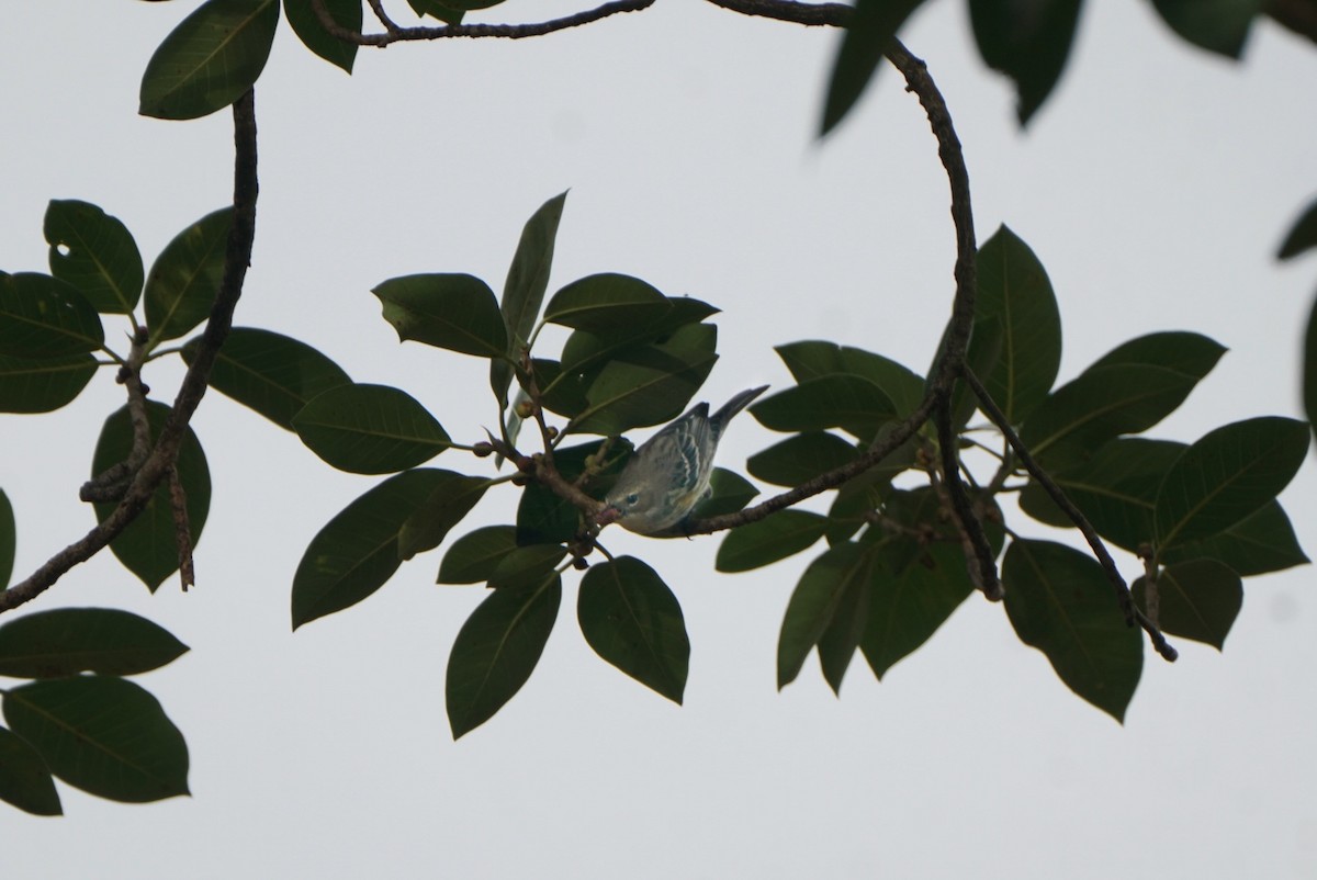 Yellow-rumped Warbler - Tuly  Datena