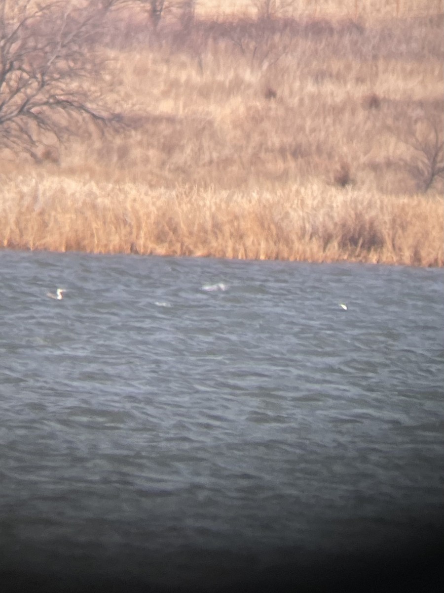 Red-throated Loon - ML526601891