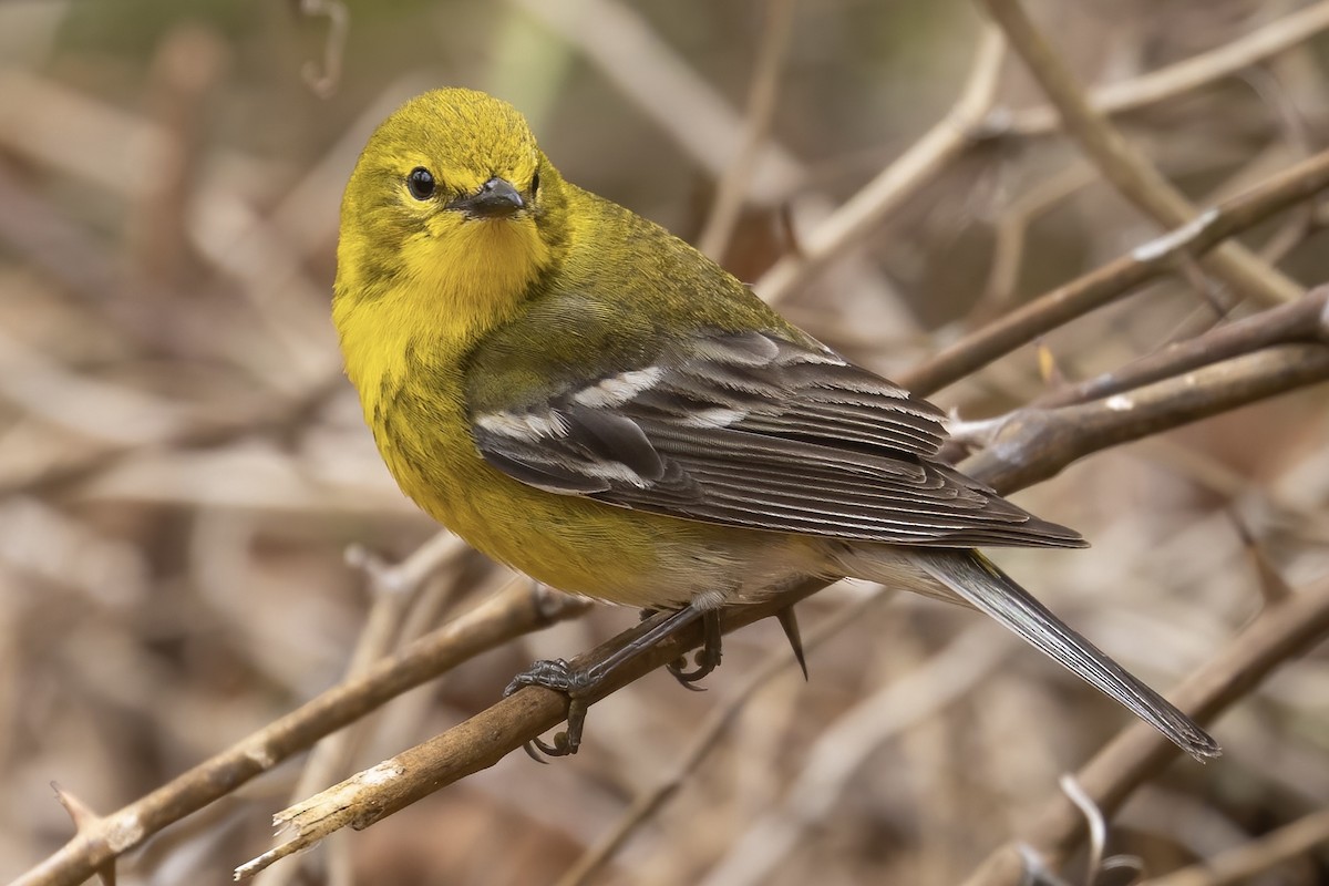 Pine Warbler - Matt Felperin