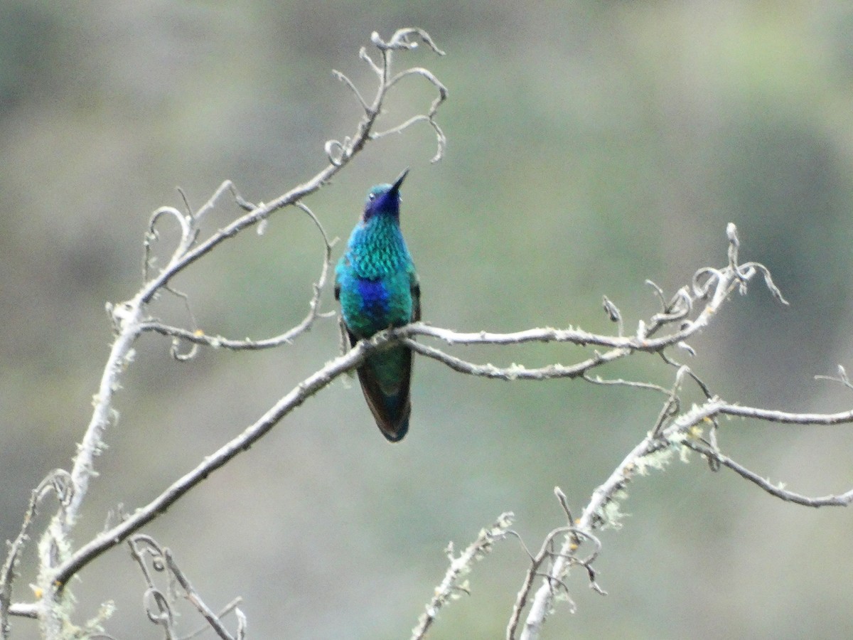 kolibřík modrolící - ML526602511