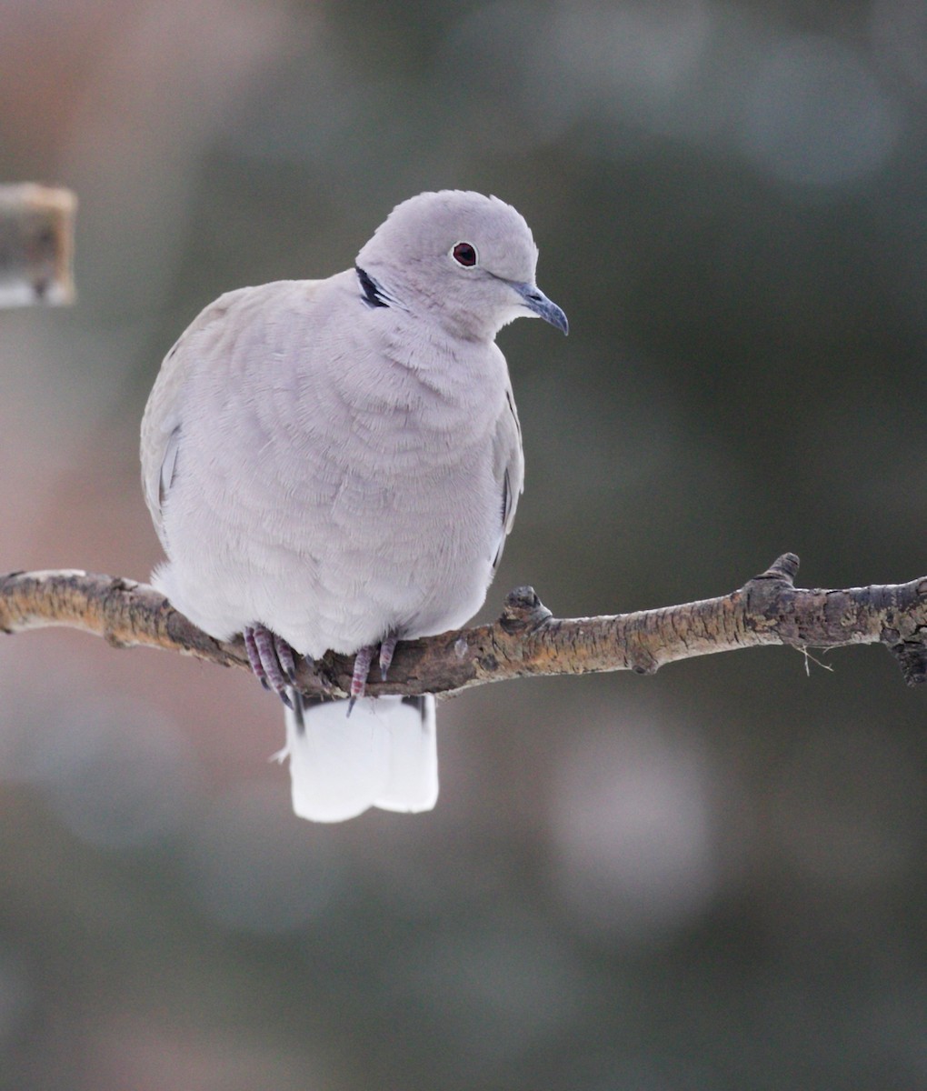 Eurasian Collared-Dove - ML526602811