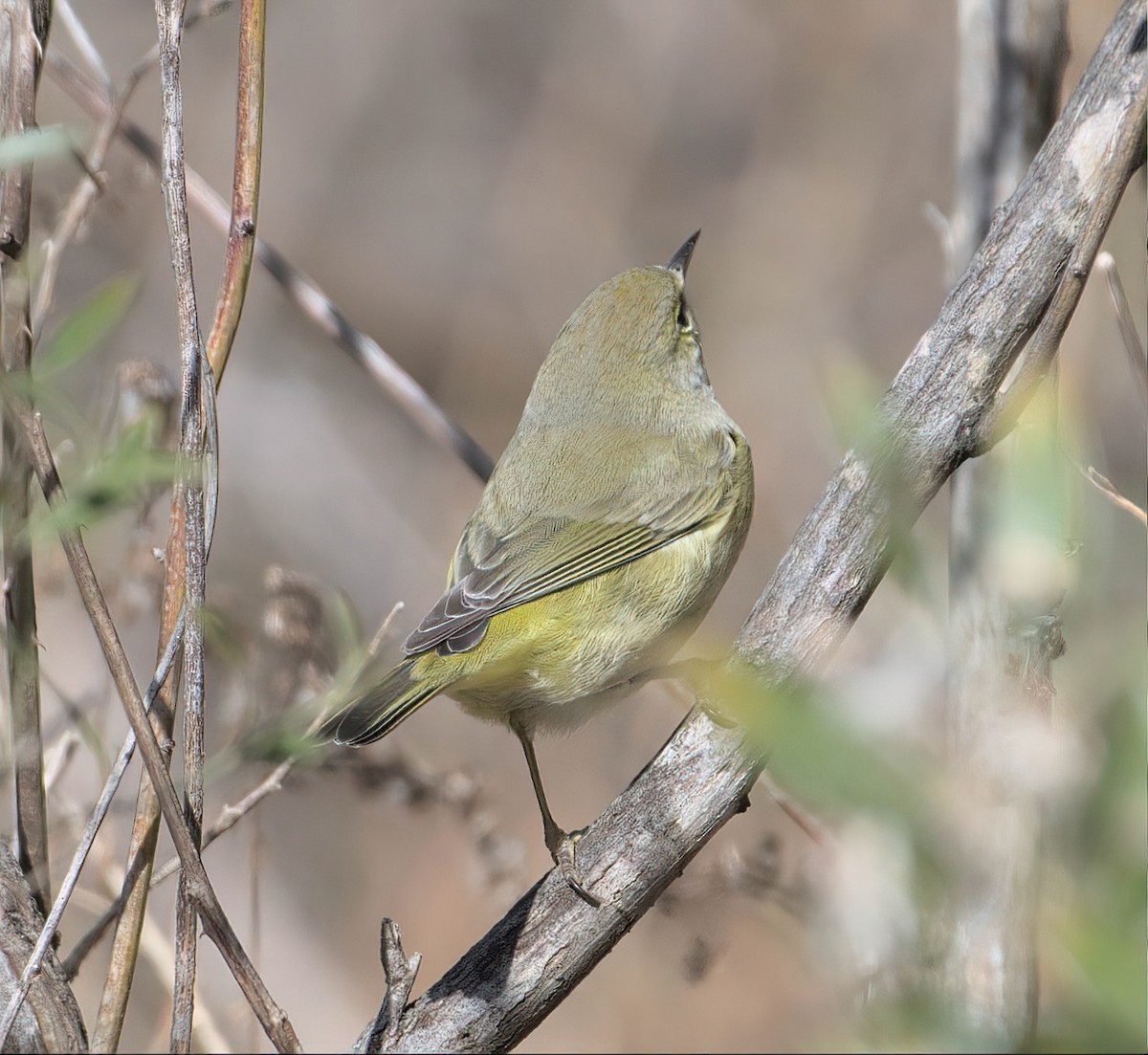 Orange-crowned Warbler - ML526603171