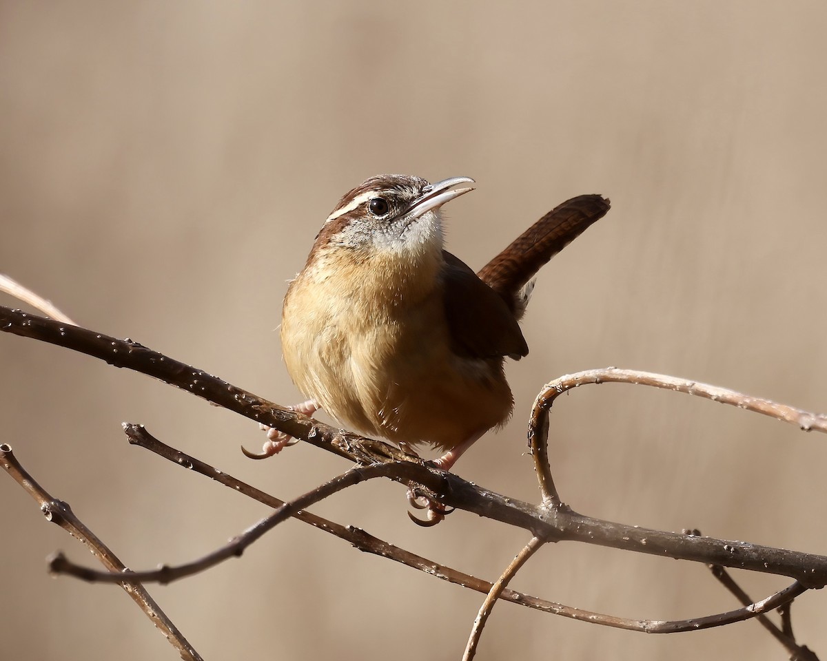 Carolina Wren - ML526603551