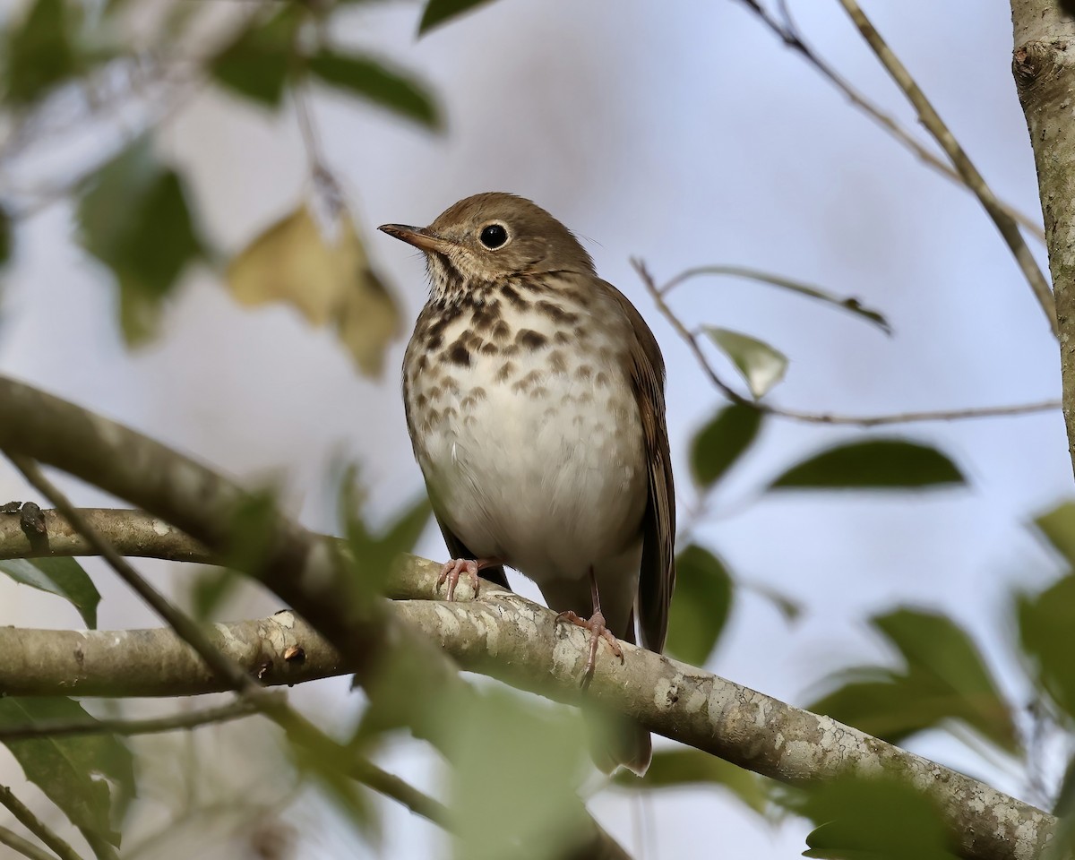 Hermit Thrush - ML526603621