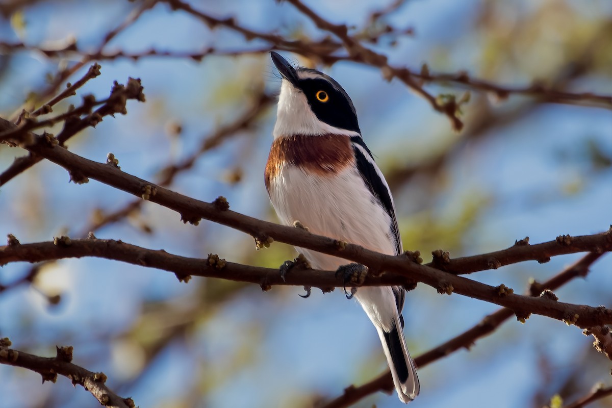 Pygmy Batis - ML526603671