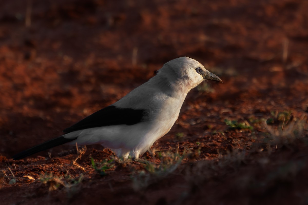 Stresemann's Bush-Crow - ML526603851