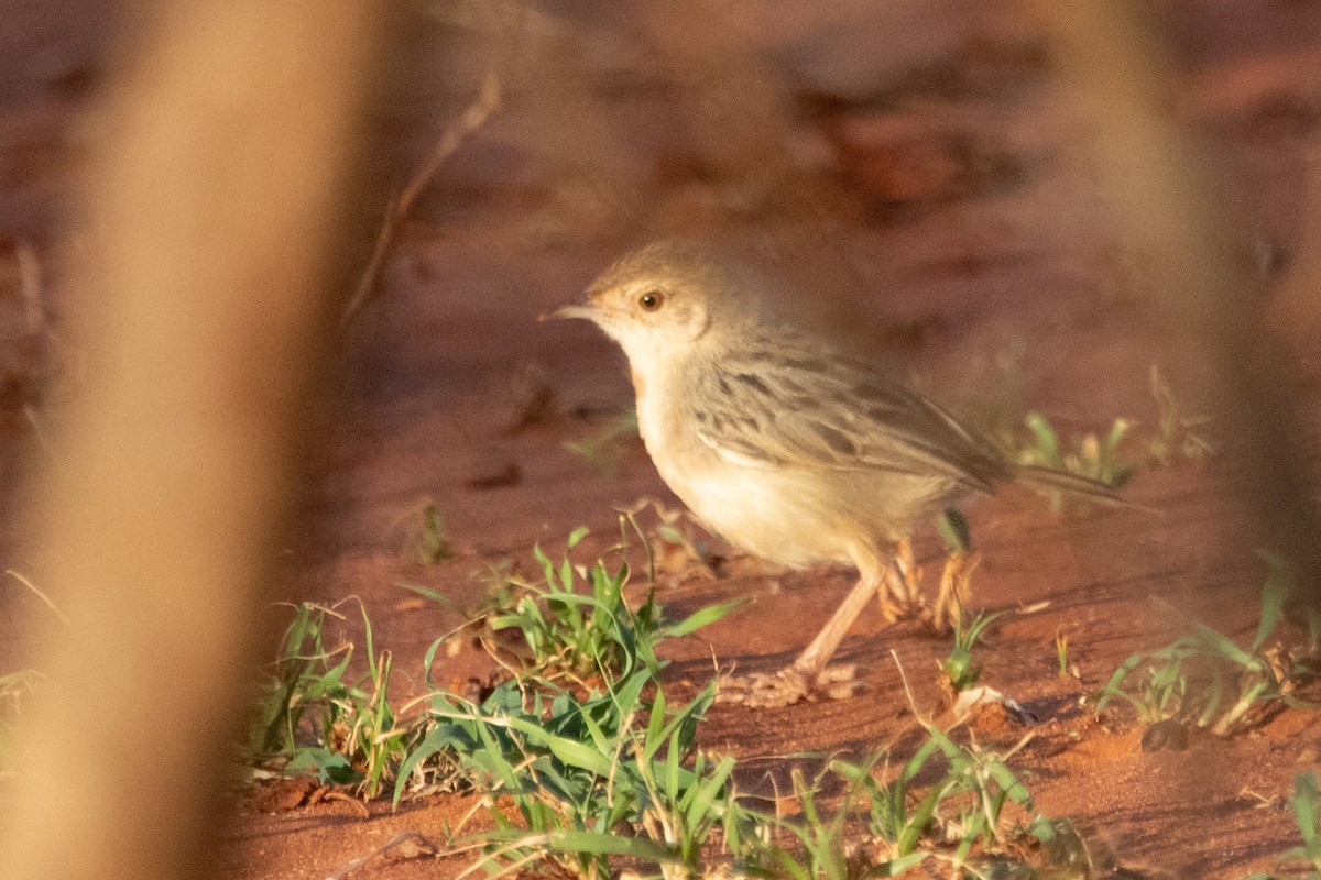 cisticola sp. - ML526604021