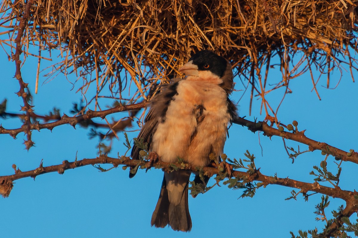 Black-capped Social-Weaver - ML526604371