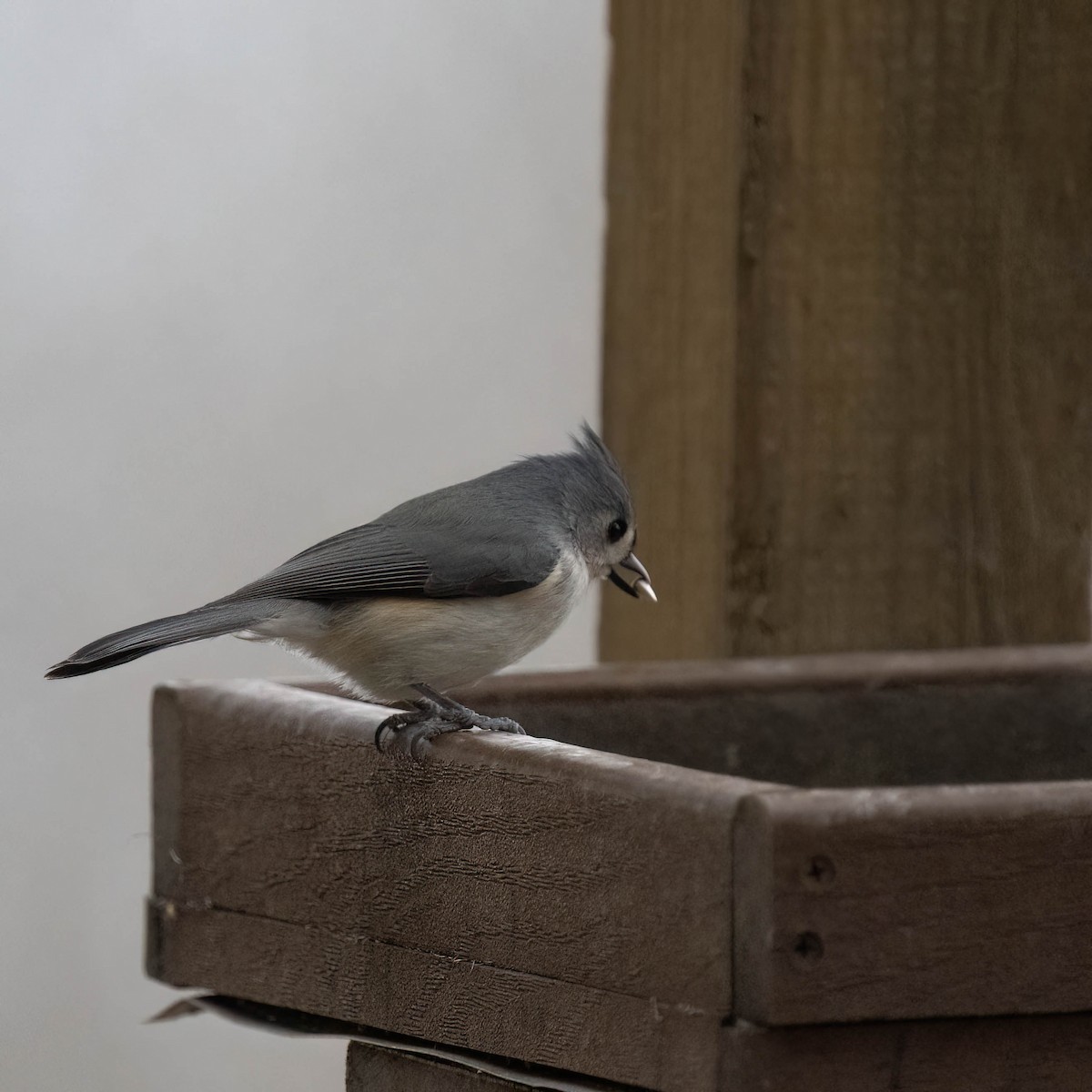 Tufted Titmouse - ML526605111