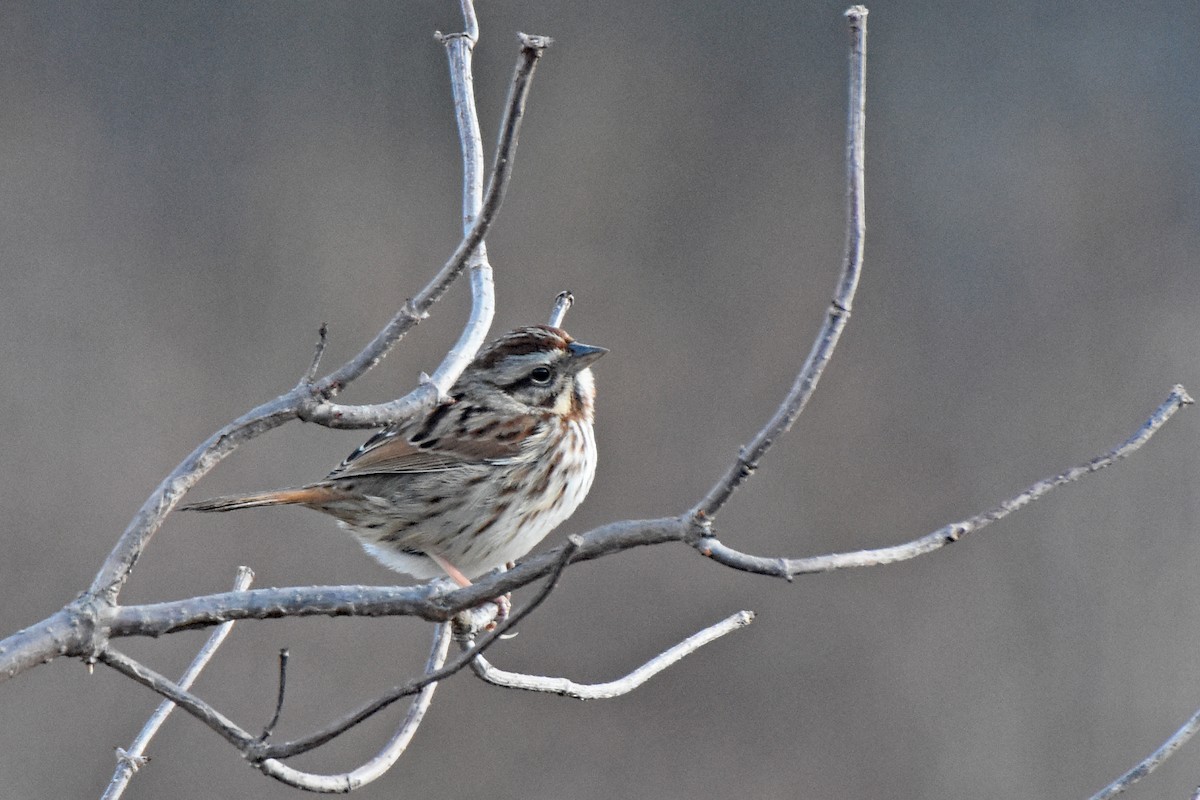 Song Sparrow - Pamela Scrima