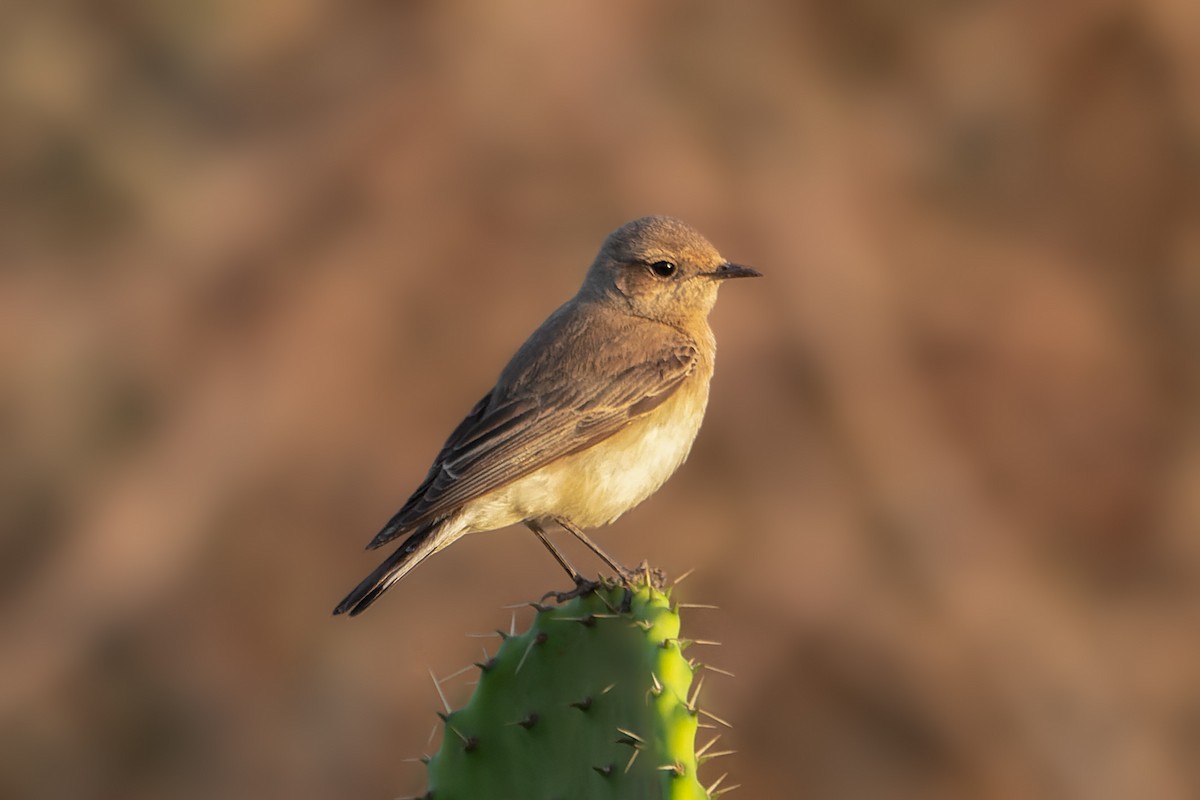 Pied Wheatear - ML526605631