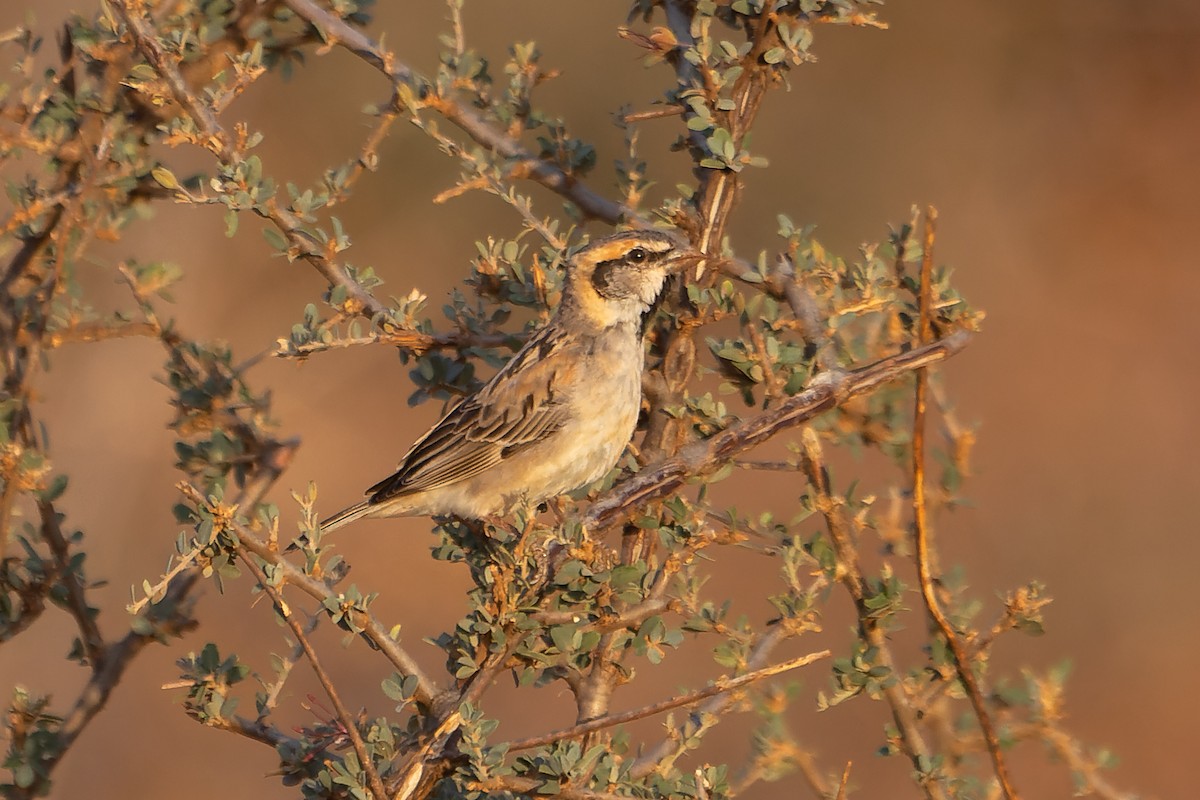 Shelley's Rufous Sparrow - ML526605761