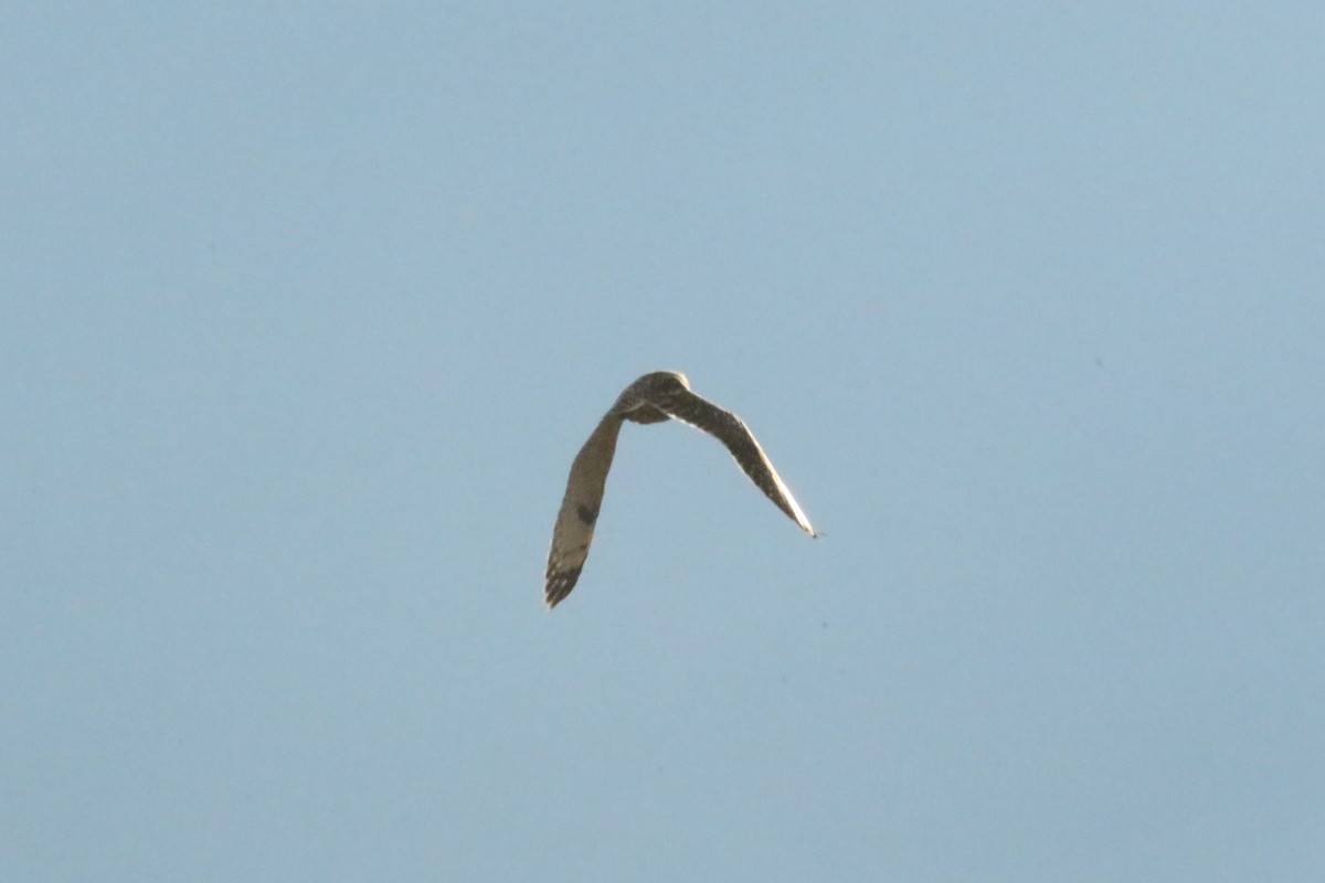 Short-eared Owl - ML526605891