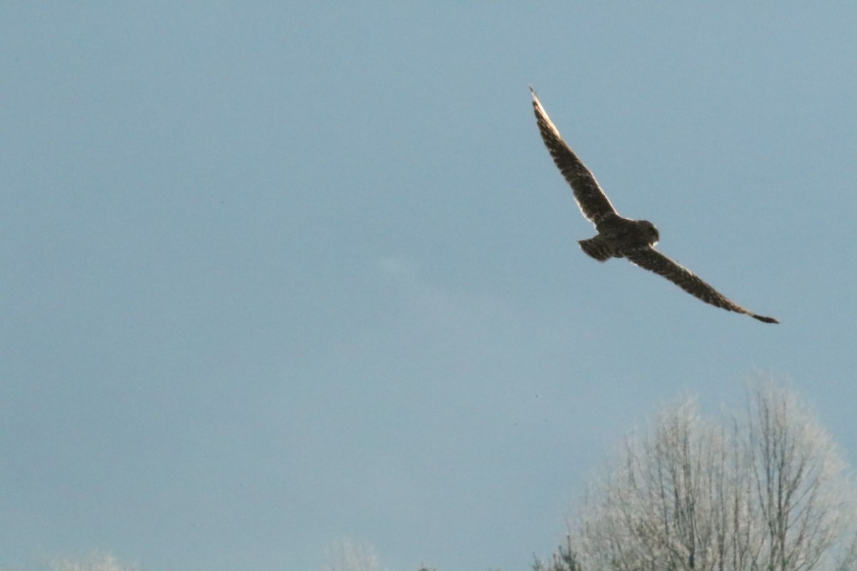 Short-eared Owl - ML526605901