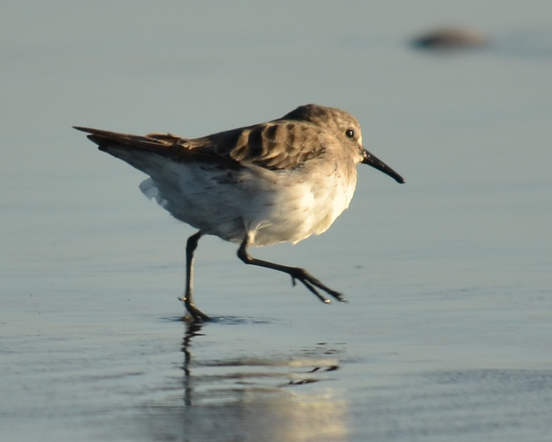 White-rumped Sandpiper - ML526606131