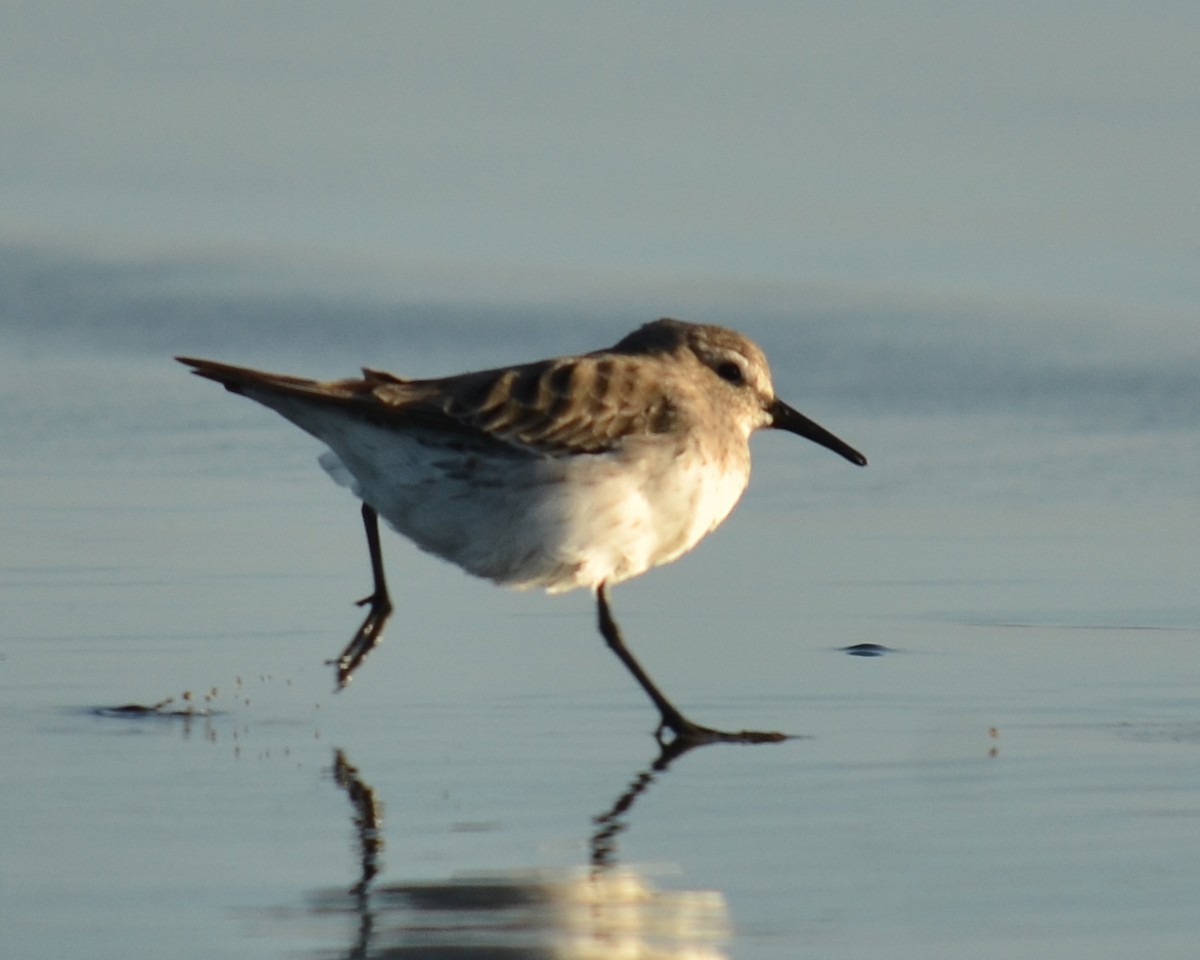 White-rumped Sandpiper - ML526606141