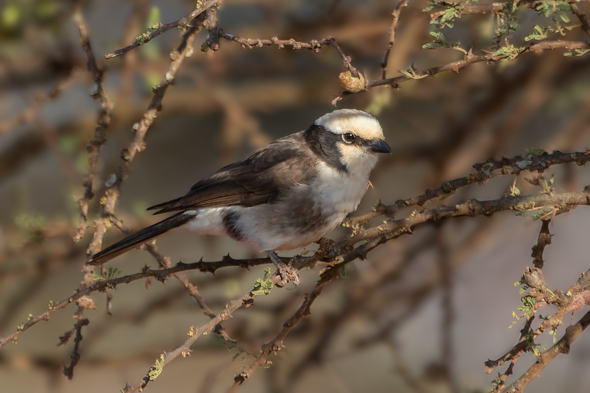 White-rumped Shrike - ML526606211