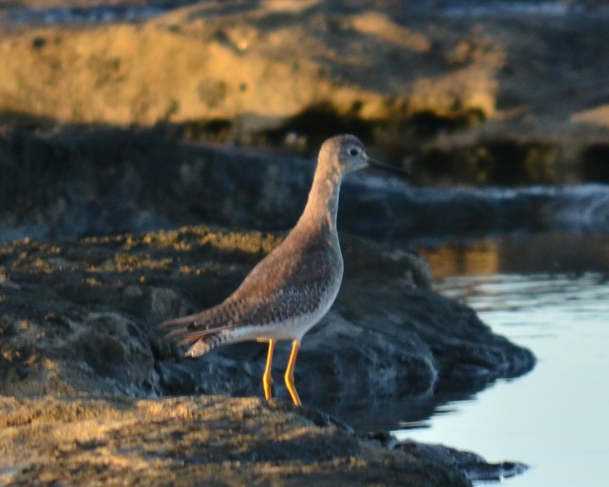 Lesser Yellowlegs - ML526606431