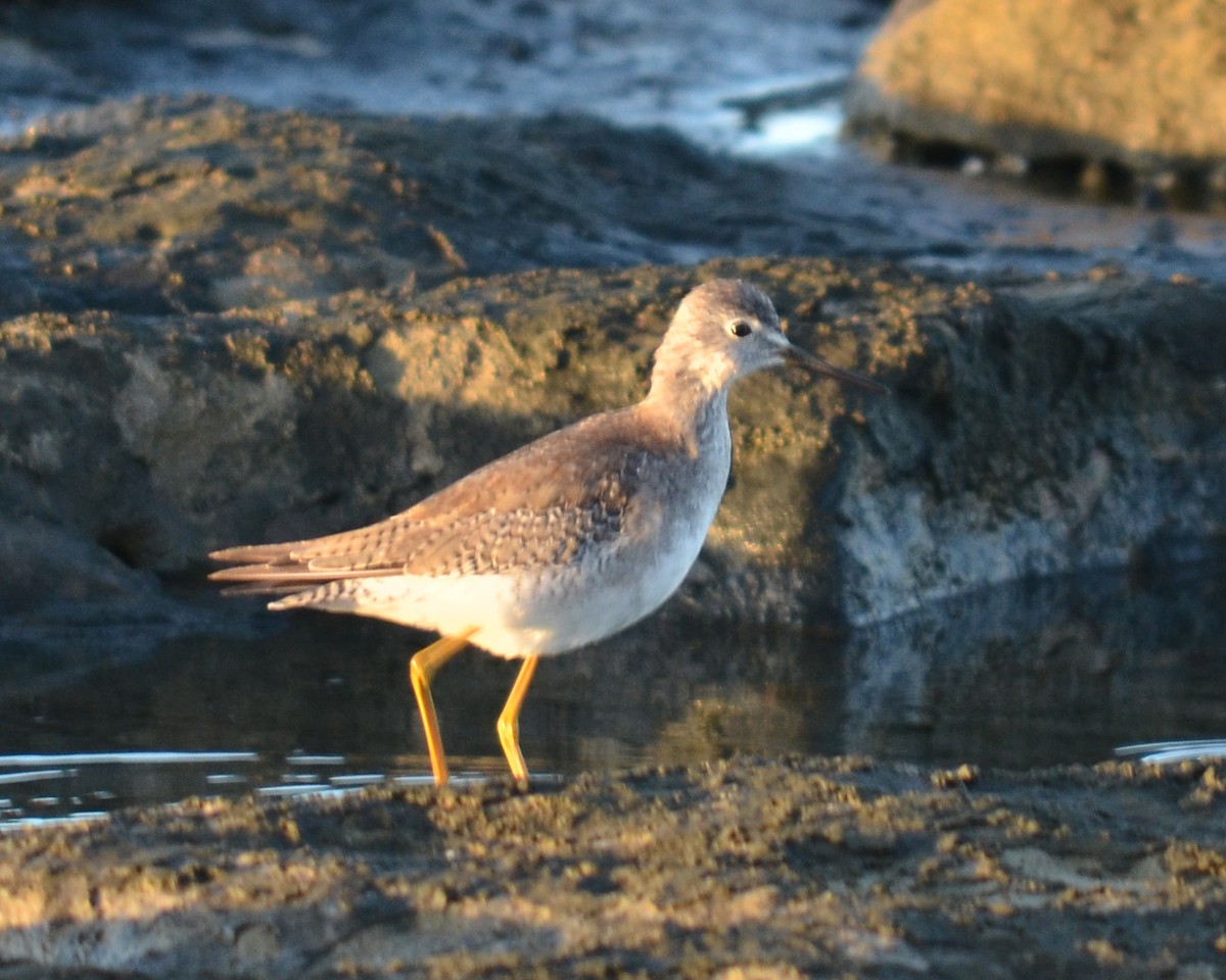 Lesser Yellowlegs - ML526606441