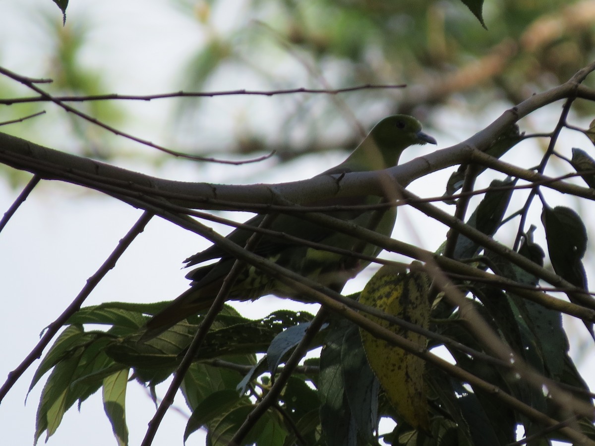 Wedge-tailed Green-Pigeon - ML52660661