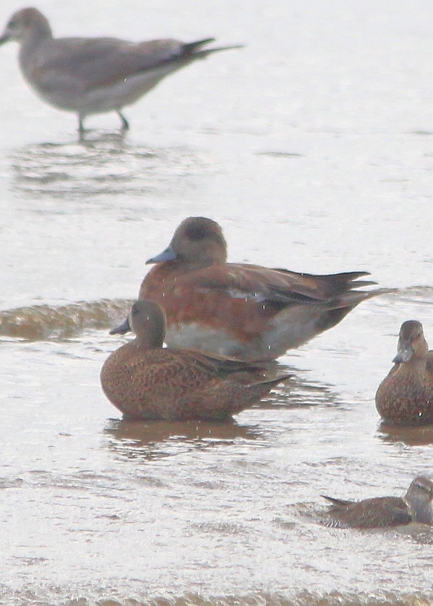 American Wigeon - Paul 🐈🔭🦜 Rodríguez @elpuma