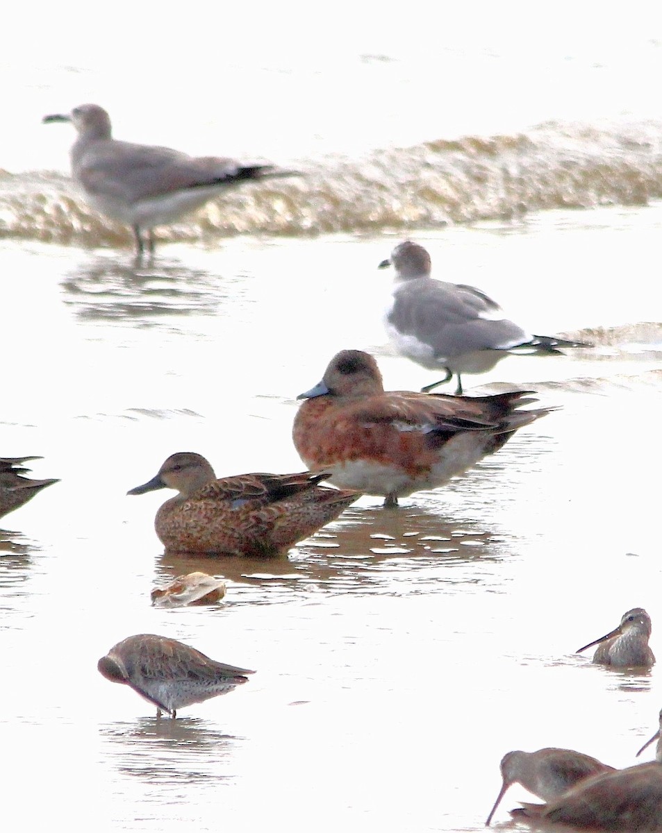 American Wigeon - Paul 🐈🔭🦜 Rodríguez @elpuma