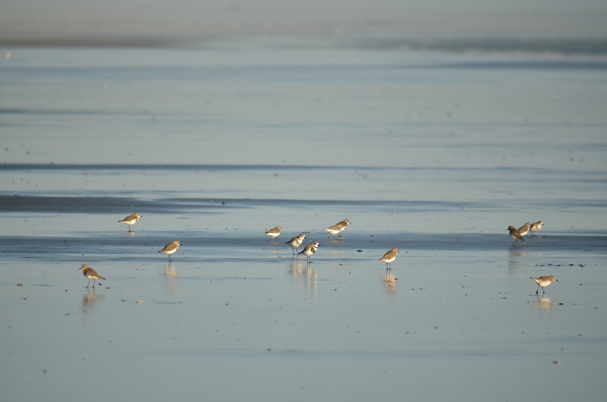 Two-banded Plover - ML526607731