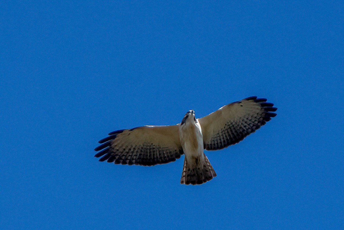 Short-tailed Hawk - Gustino Lanese